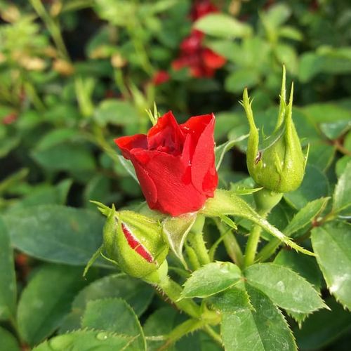 Rosa Libán - roșu - Trandafir copac cu trunchi înalt - cu flori simpli - coroană compactă